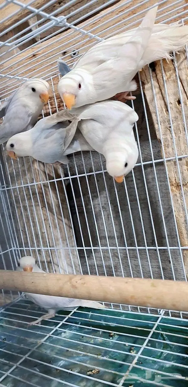 زوجين روز وذكر مستوى 3