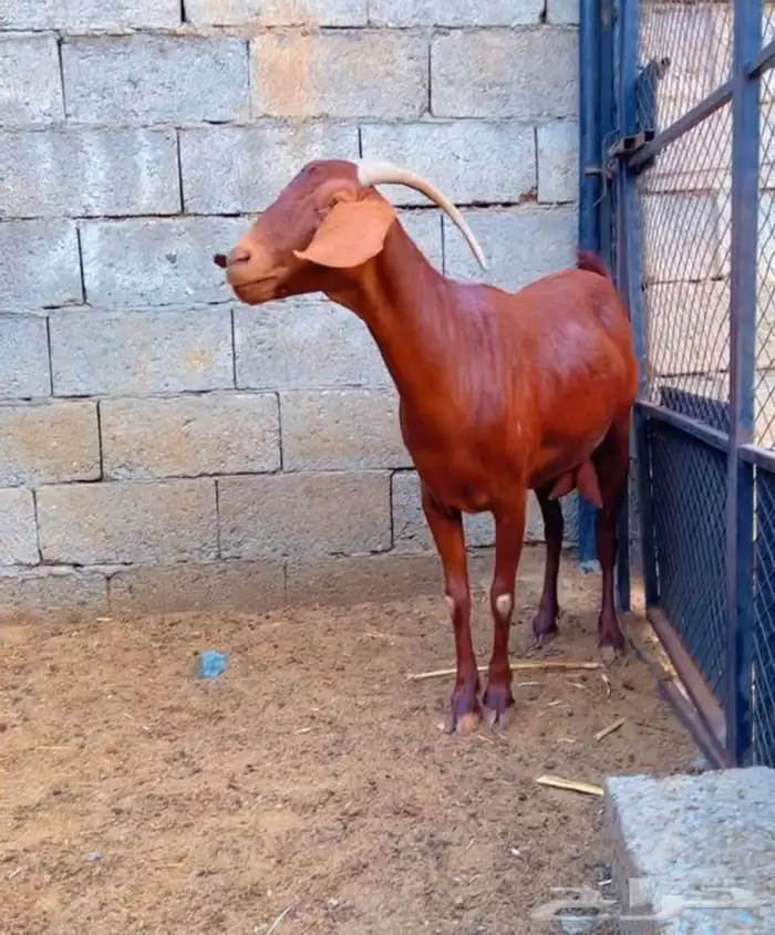 عنز دهماء تم البيع 3