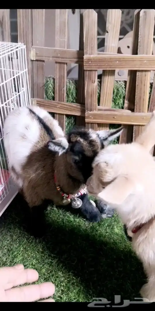 ماعز قزمي تشيكي جوز عمر اسبوع 1