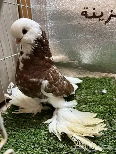 حمام لونج فيس 2