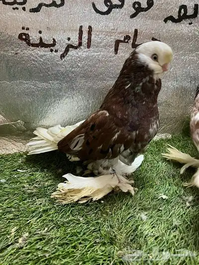 حمام لونج فيس 1