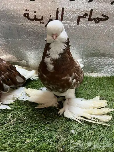 حمام لونج فيس 8
