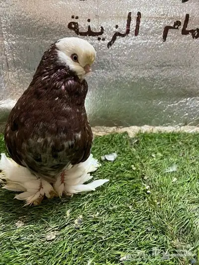 حمام لونج فيس 6