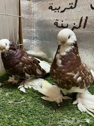 حمام لونج فيس 4