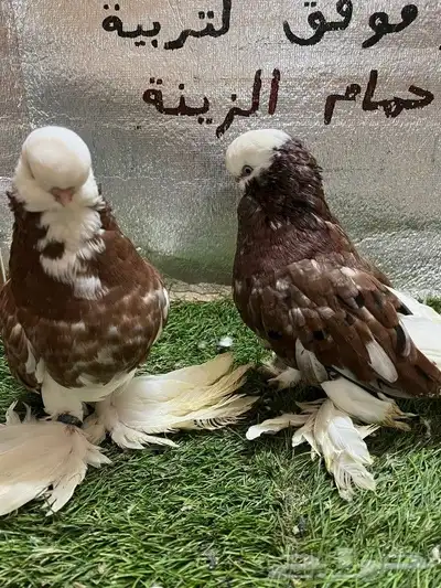 حمام لونج فيس 0