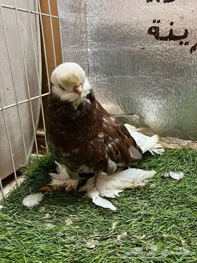 حمام لونج فيس 7