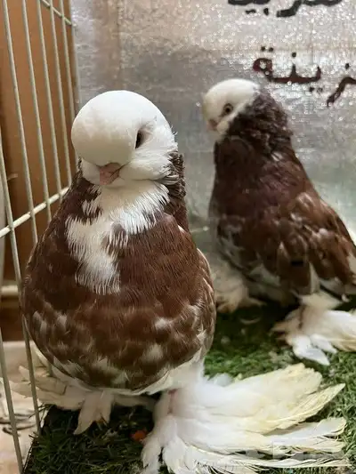 حمام لونج فيس 9