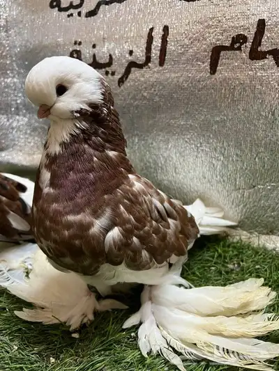 حمام لونج فيس 5
