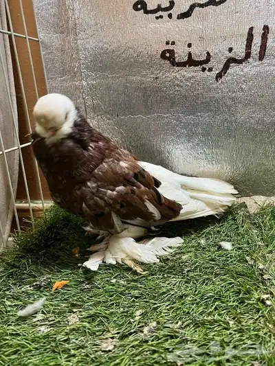 حمام لونج فيس 3