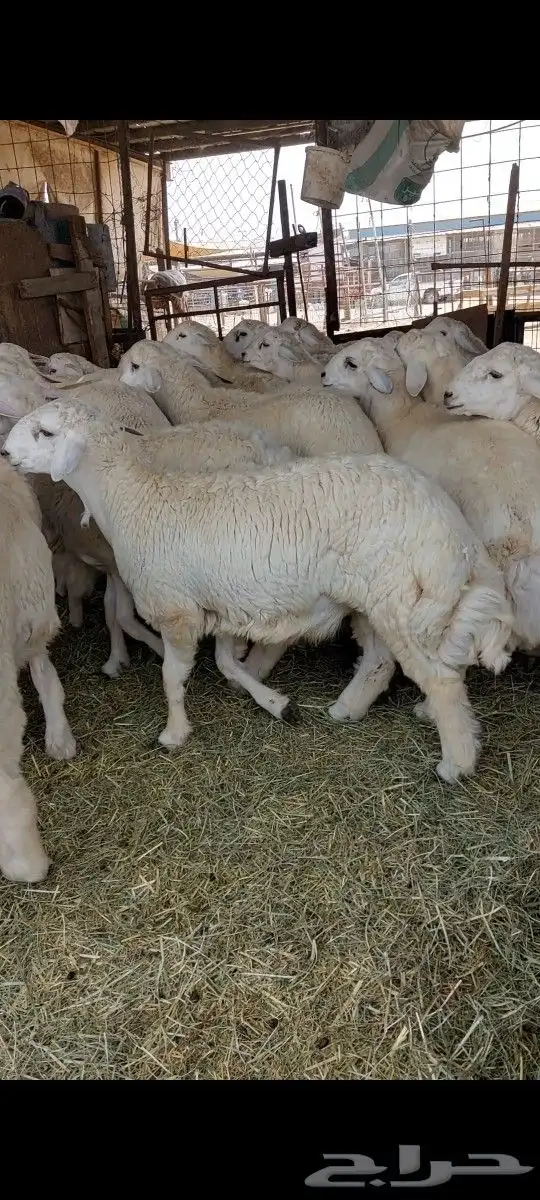 طبخ وذبايح ثلاجة مع التوصيل إلى باب البيت 6