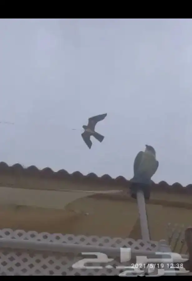 تمثال صقر لتخويف وطرد الحمام   لشحن جميع مناطق المملكة 1