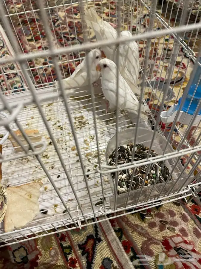 طبات روز البينو عيون حمرا شرط اليفه(تم البيع) 1