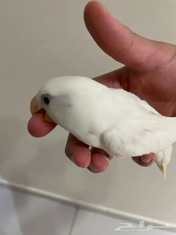 طبات روز البينو عيون حمرا شرط اليفه(تم البيع) 0