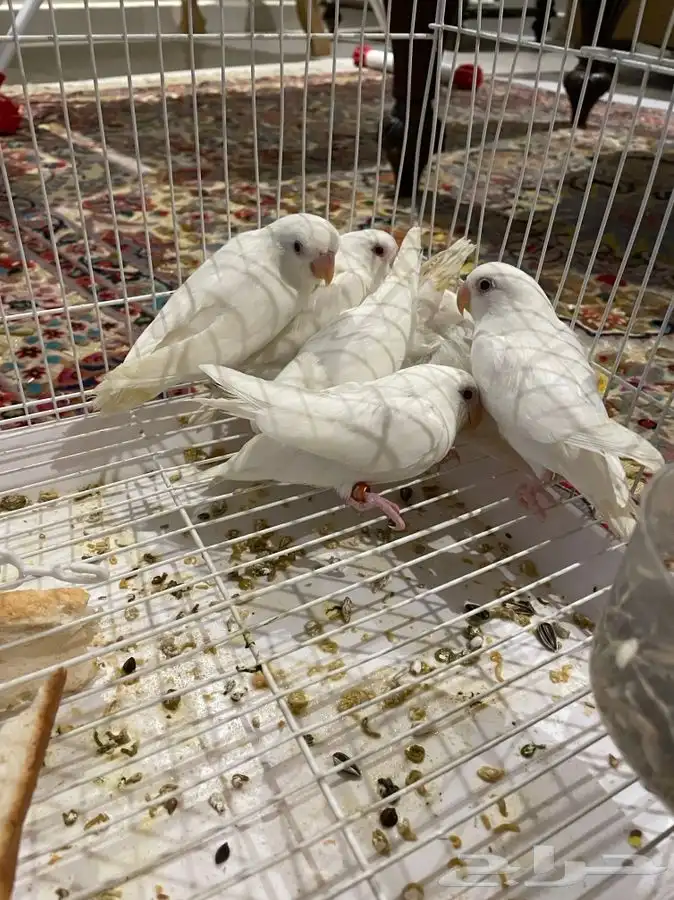 طبات روز البينو عيون حمرا شرط اليفه(تم البيع) 2