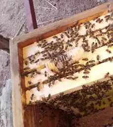 نحل بلدي يوجد أعواد وأفرنجي ويوجد خدمةالتوصيل 6