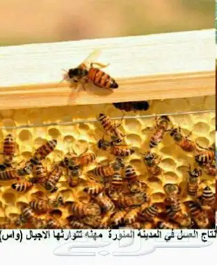 نحل بلدي يوجد أعواد وأفرنجي ويوجد خدمةالتوصيل 14