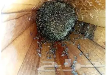 نحل بلدي يوجد أعواد وأفرنجي ويوجد خدمةالتوصيل 0
