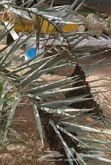 نحل بلدي يوجد أعواد وأفرنجي ويوجد خدمةالتوصيل 11