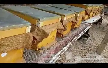 نحل بلدي يوجد أعواد وأفرنجي ويوجد خدمةالتوصيل 9