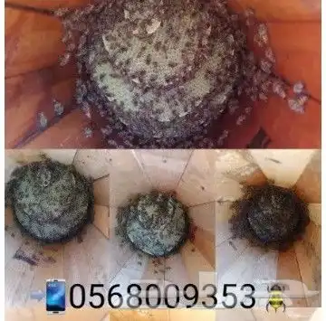 نحل بلدي يوجد أعواد وأفرنجي ويوجد خدمةالتوصيل 1