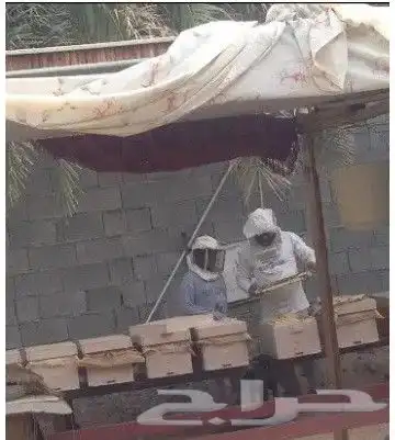 نحل بلدي يوجد أعواد وأفرنجي ويوجد خدمةالتوصيل 8