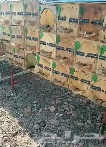 نحل بلدي يوجد أعواد وأفرنجي ويوجد خدمةالتوصيل 12