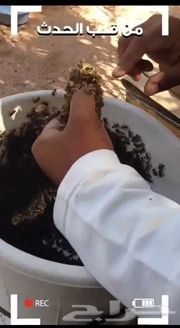 نحل بلدي يوجد أعواد وأفرنجي ويوجد خدمةالتوصيل 20