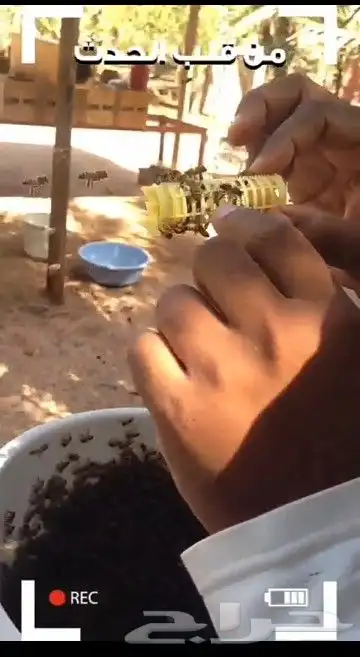 نحل بلدي يوجد أعواد وأفرنجي ويوجد خدمةالتوصيل 21