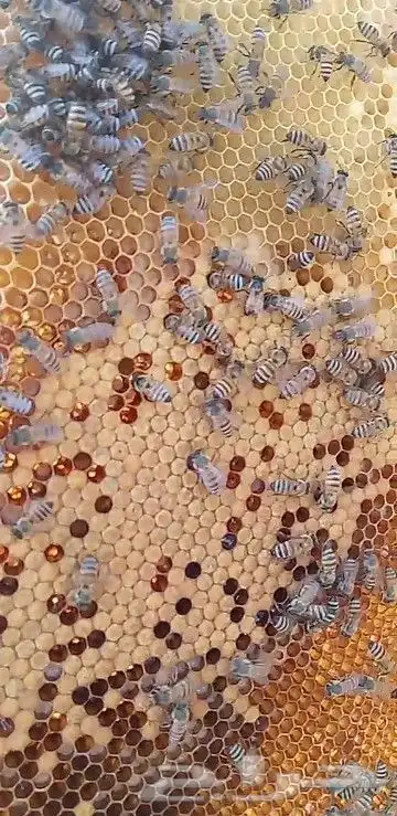 نحل بلدي يوجد أعواد وأفرنجي ويوجد خدمةالتوصيل 5