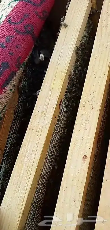 نحل بلدي يوجد أعواد وأفرنجي ويوجد خدمةالتوصيل 4