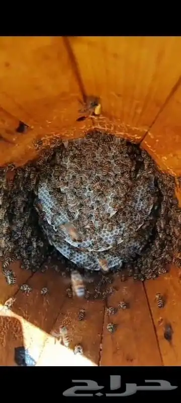 نحل بلدي يوجد أعواد وأفرنجي ويوجد خدمةالتوصيل 2