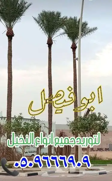 نخل للبيع ف جده و مكه 0