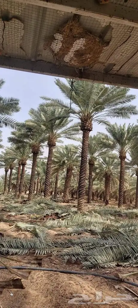 نخل للبيع ف جده و مكه 6
