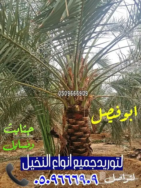 نخل للبيع ف جده و مكه 1