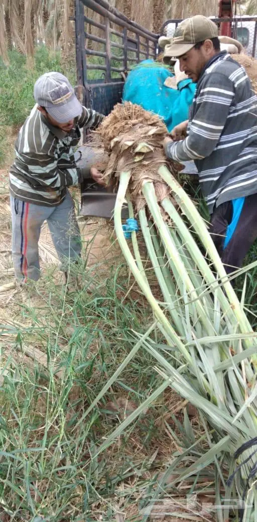 نخل عربي واشنطني خلاص صقعي مجدول برحي سكري هش 8