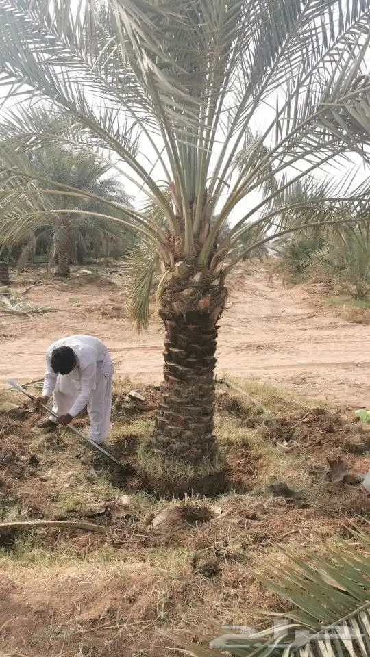 نخل للبيع ف جده و مكه 2