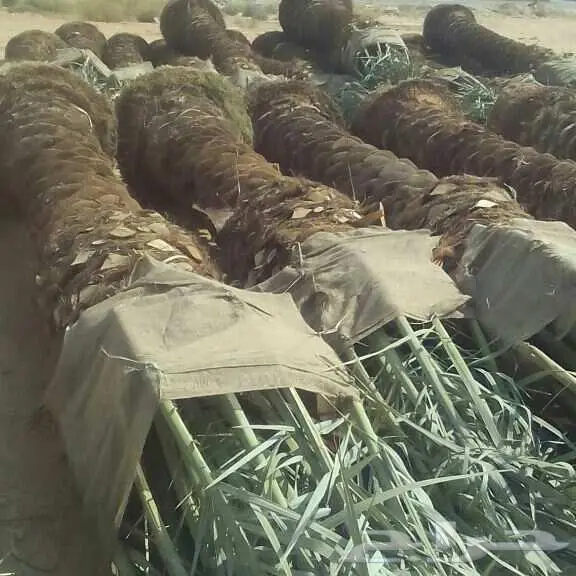 نخل عربي واشنطني خلاص صقعي مجدول برحي سكري هش 4