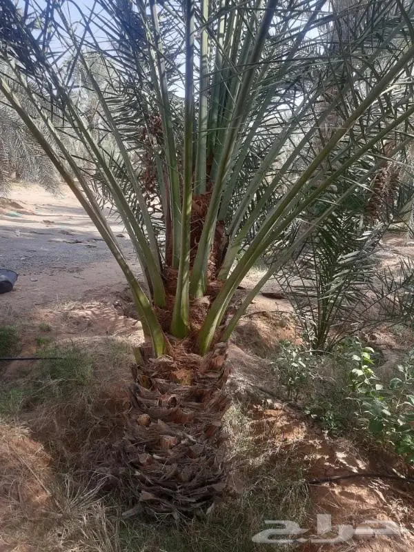 نخل عربي واشنطني خلاص صقعي مجدول برحي سكري هش 26