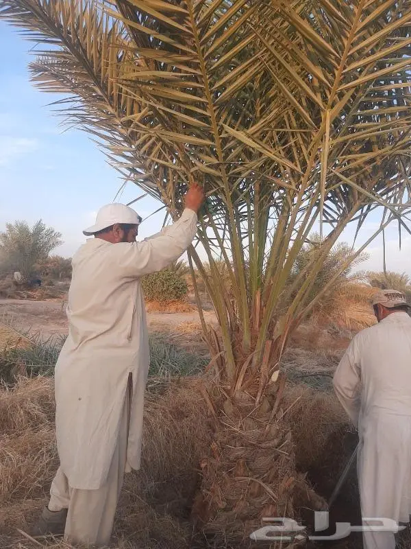 نخل عربي واشنطني خلاص صقعي مجدول برحي سكري هش 28