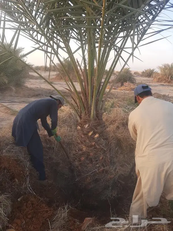 نخل عربي واشنطني خلاص صقعي مجدول برحي سكري هش 30