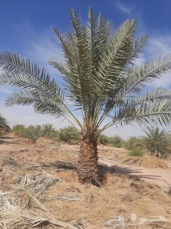 نخل عربي واشنطني خلاص صقعي مجدول برحي سكري هش 29