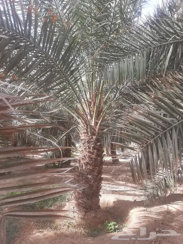 نخل عربي واشنطني خلاص صقعي مجدول برحي سكري هش 32