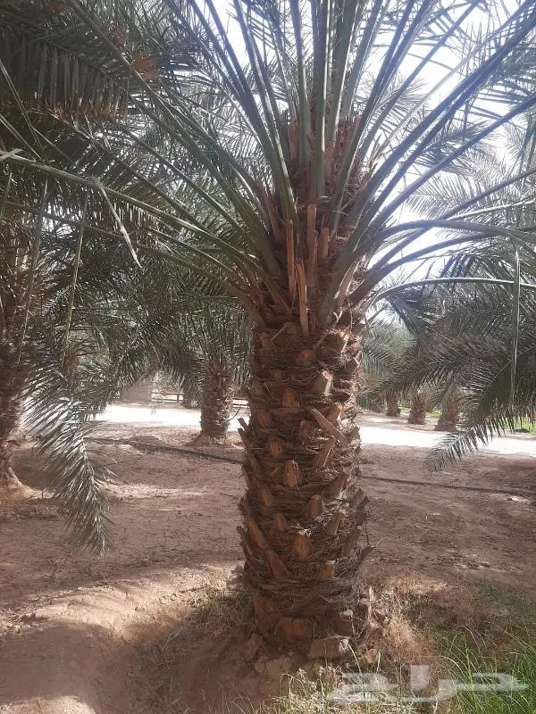 نخل عربي واشنطني خلاص صقعي مجدول برحي سكري هش 34
