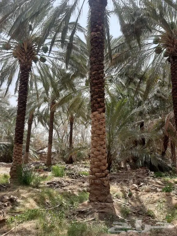نخل عربي واشنطني خلاص صقعي مجدول برحي سكري هش 36