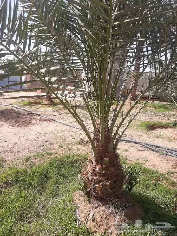 نخل عربي واشنطني خلاص صقعي مجدول برحي سكري هش 35