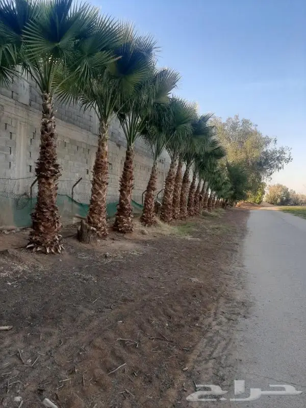 نخل عربي واشنطني خلاص صقعي مجدول برحي سكري هش 38