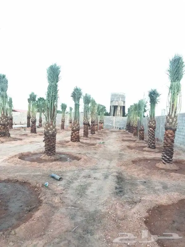 نخل للبيع ف جده و مكه 4