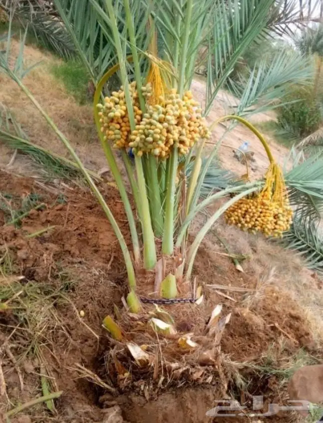 نخل عربي واشنطني خلاص صقعي مجدول برحي سكري هش 12