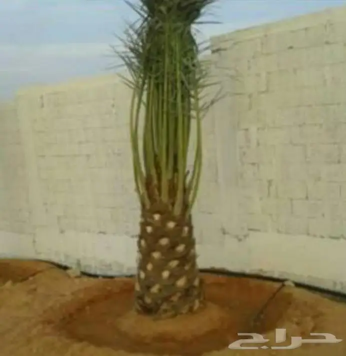نخل عربي واشنطني خلاص صقعي مجدول برحي سكري هش 3