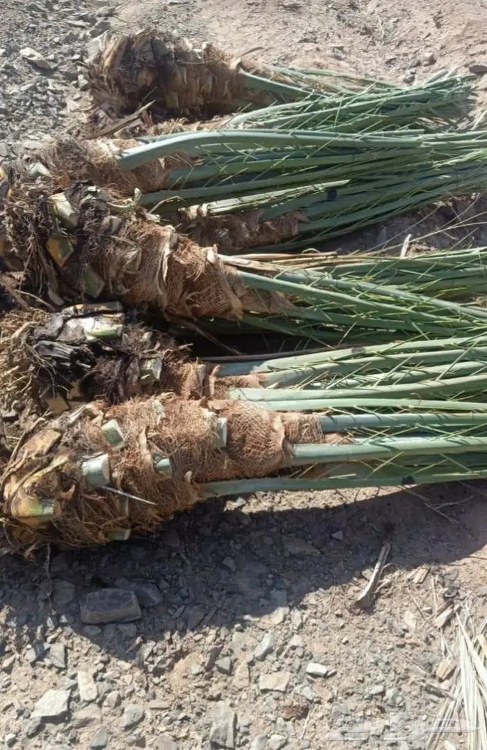 نخل عربي واشنطني خلاص صقعي مجدول برحي سكري هش 5